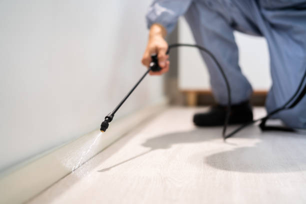 Licensed Ant Control service in Lancaster, CA - Nex Pest Control